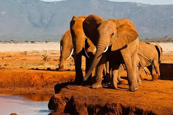 4 Days Red Elephants Safari To Kenya