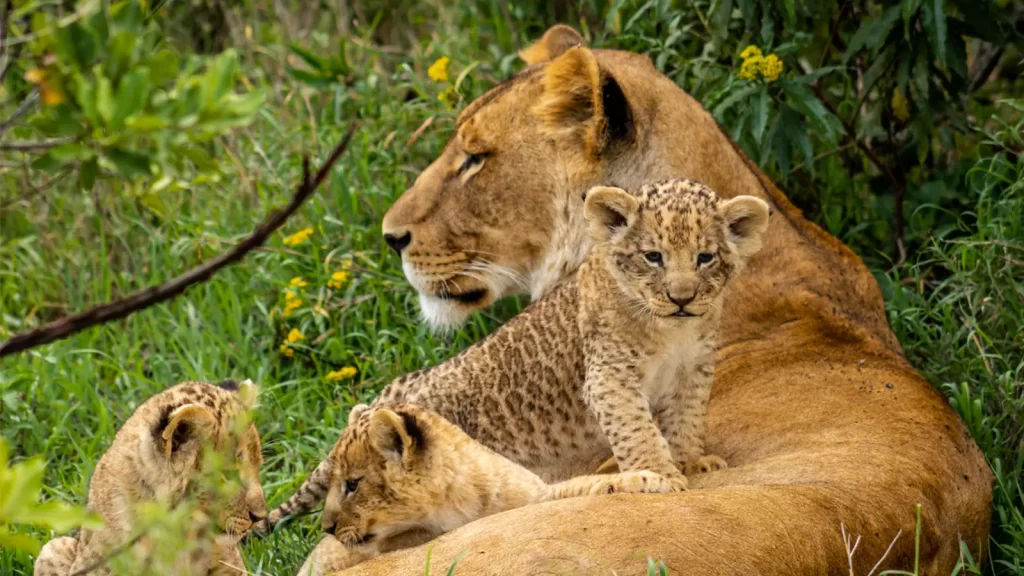 safari to kenya lions viewing